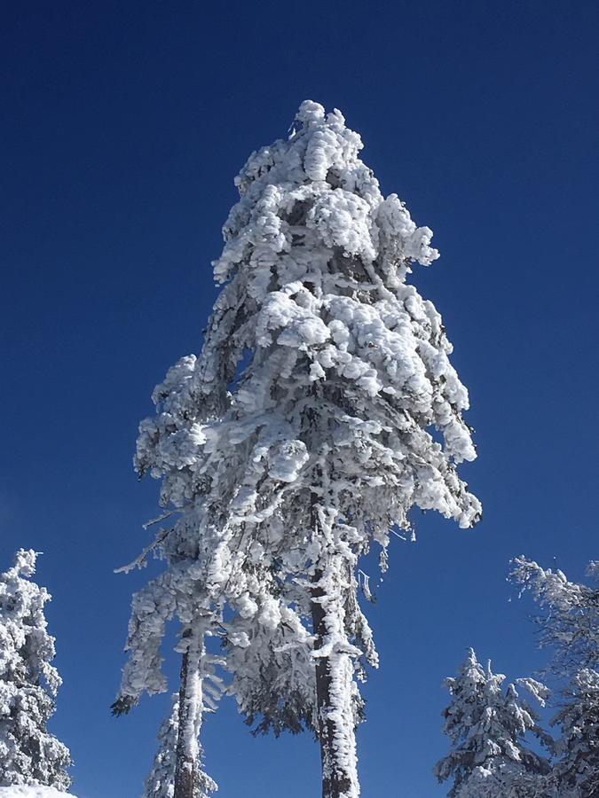 Concordia Harzapart Braunlage Dış mekan fotoğraf